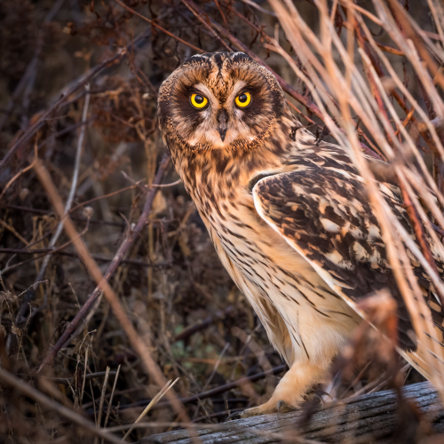 Remarkable Eyes