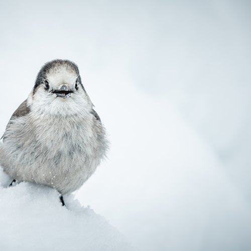 Talkative Jay