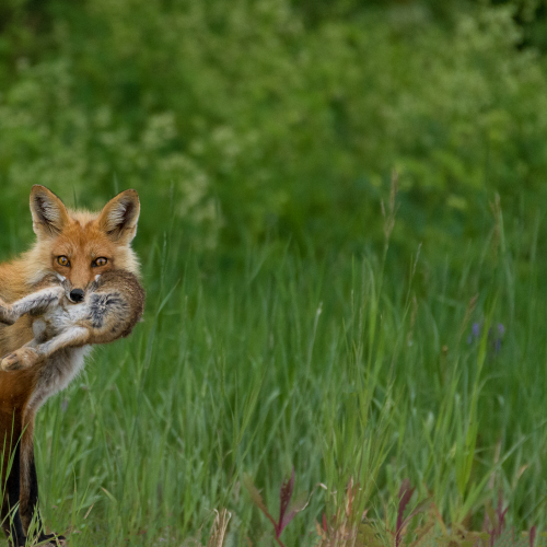 A Successful Hunt