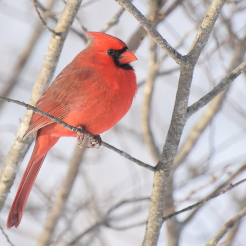 Cardinal