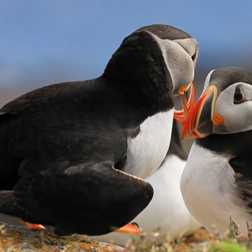 Puffin dating