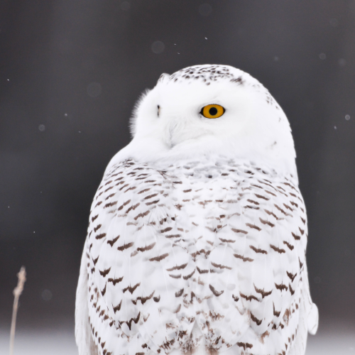 Waabigo Gookookoo (meaning Snowy Owl in Ojibway) 