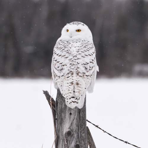 Waabigo Gookookoo (meaning Snowy Owl in Ojibway) 