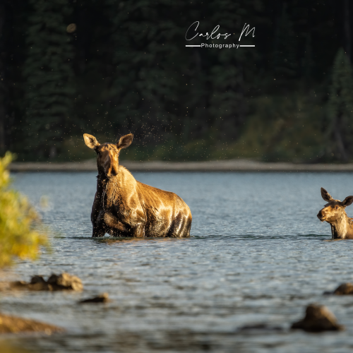 Swimming lessons
