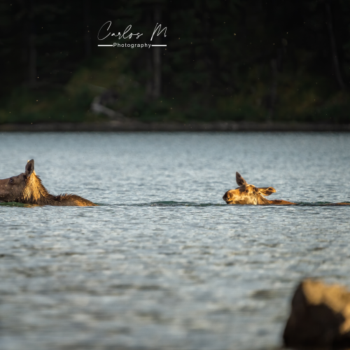Swimming lessons