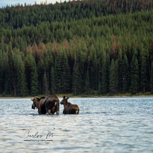 Swimming lessons