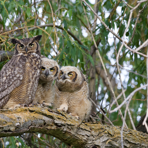 Family Portrait
