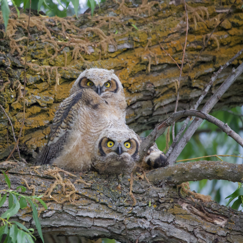 Great Horned Owlets