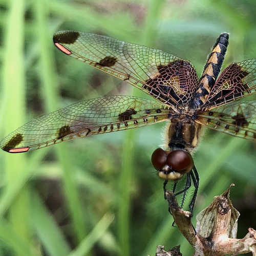 Dainty Dragonfly 