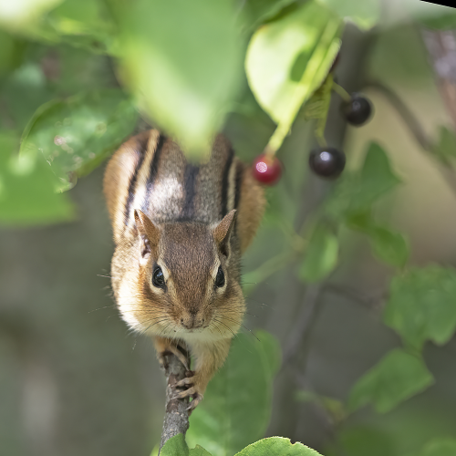 Chipmunk