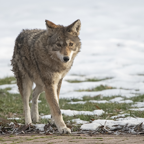 Coyote