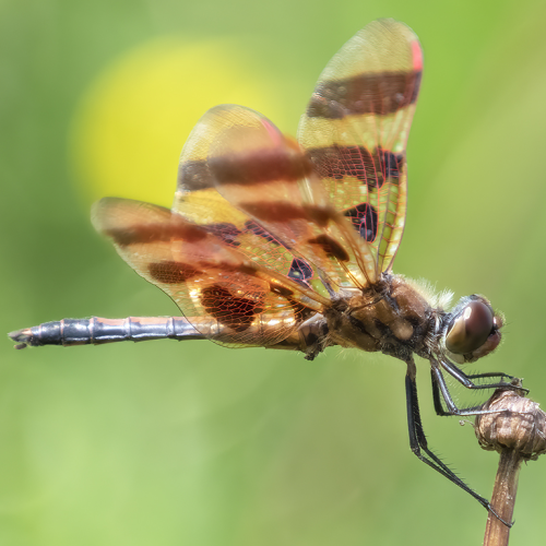 Halloween Pennant