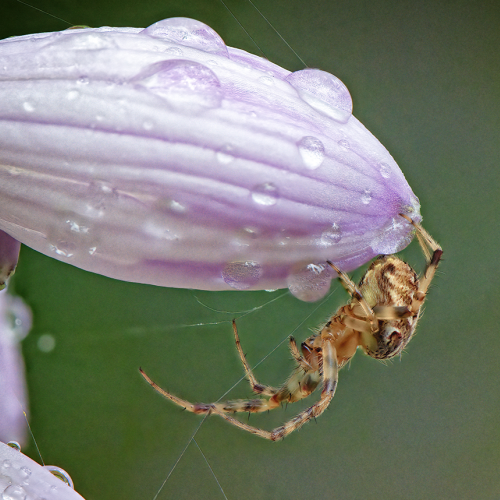 Spider and Raindrops