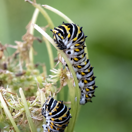Black Swallowtail Caterpillars