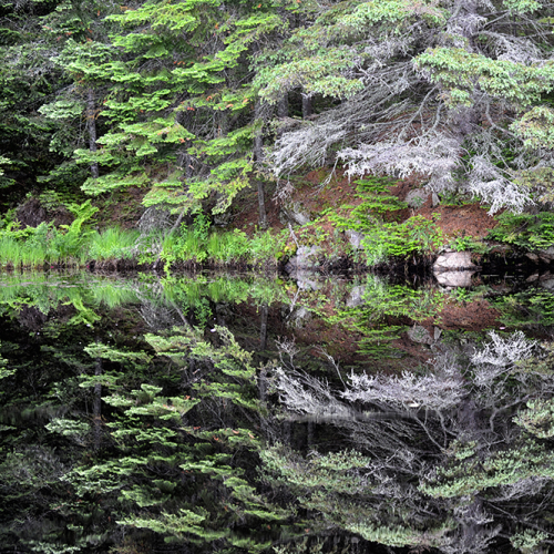Algonquin Reflection