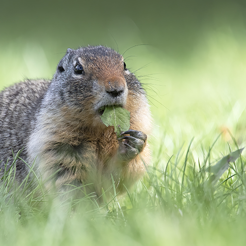 Columbian Ground Squirrel