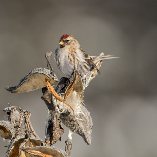 Common Redpoll on Milkweed