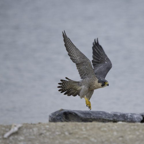 Scoping the shoreline
