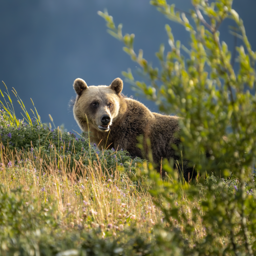 Hello Bear!