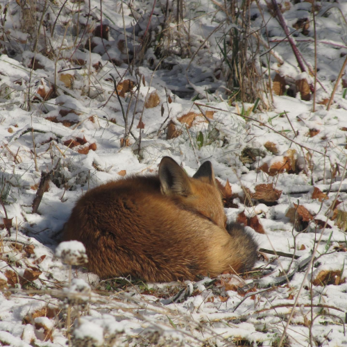 Fox napping in backyard