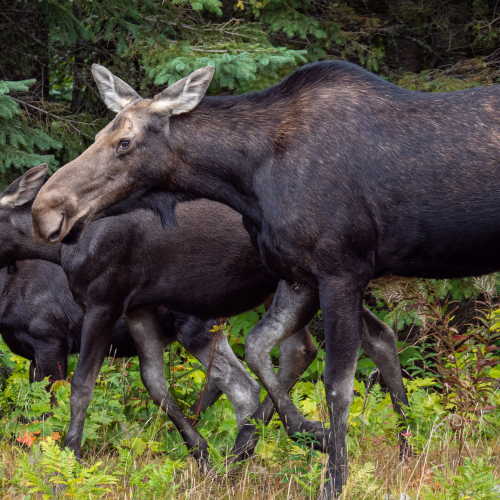 Cow moose and calves