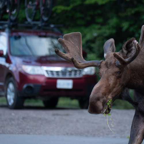 Munching moose