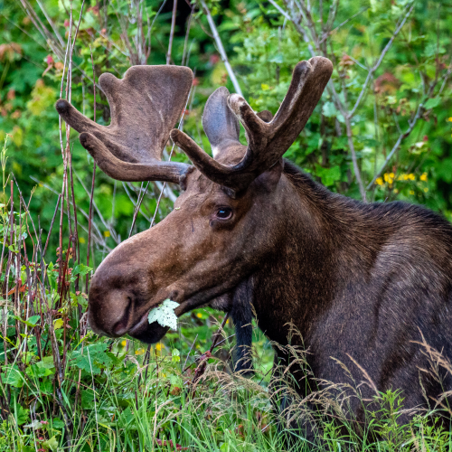 Munching moose