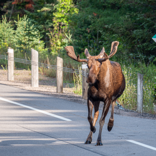 Running moose