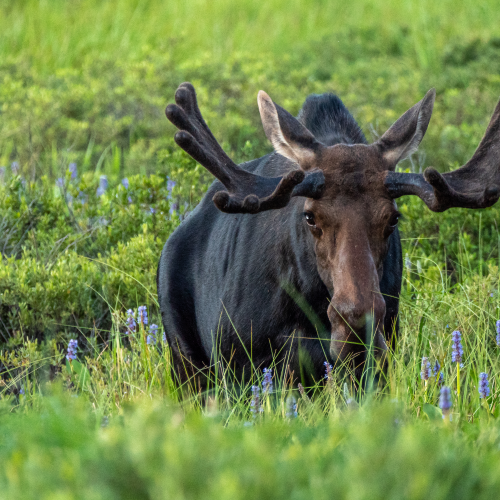 Dinning moose