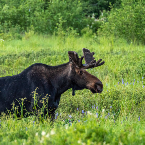 Moose fleeing the flies