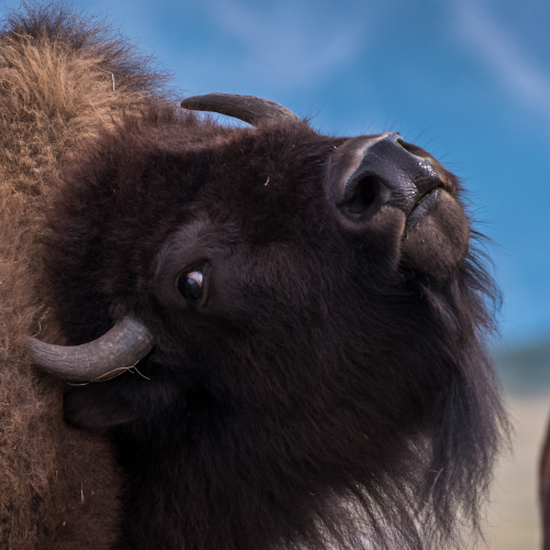 Scratching bison