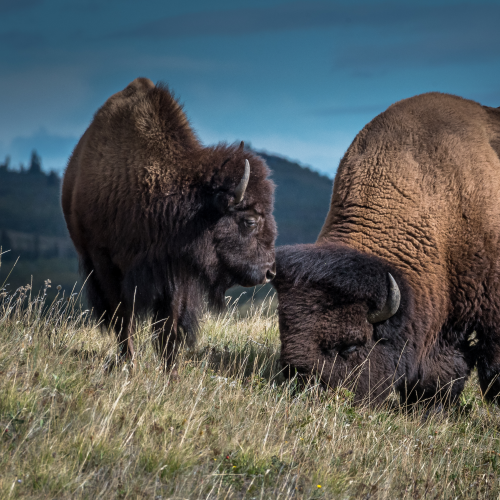 Bisons eating