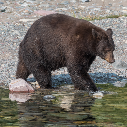 Bear crossing a clear mountain creek