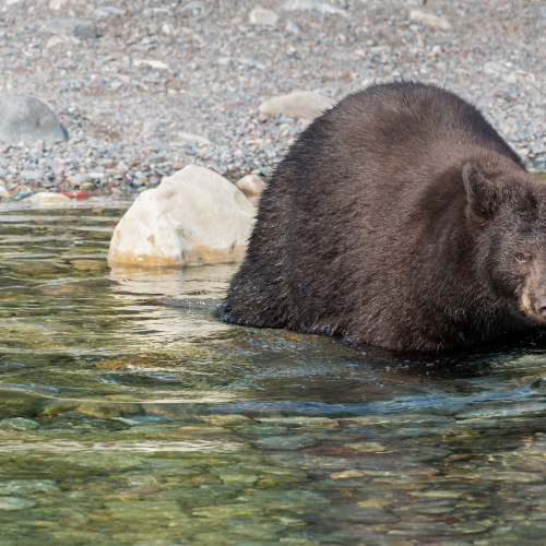 Bear crossing a clear mountain creek