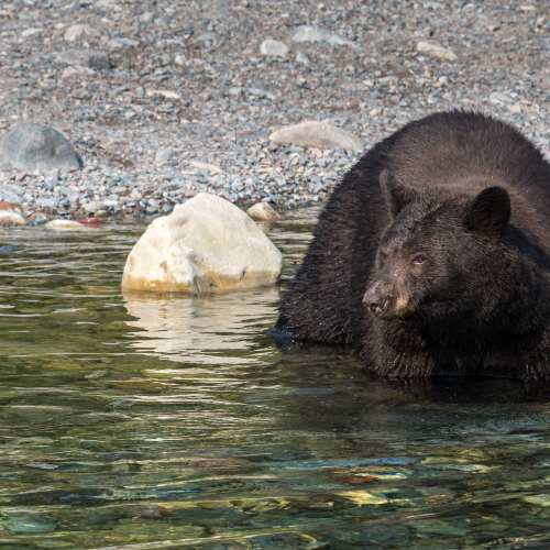 Bear crossing a clear mountain creek