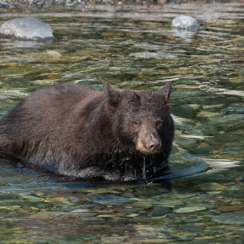 Bear crossing a clear mountain creek