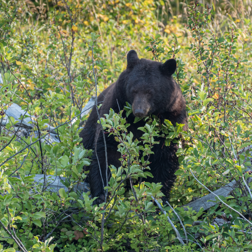 Bear-ry season