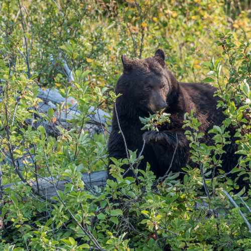 Bear-ry season