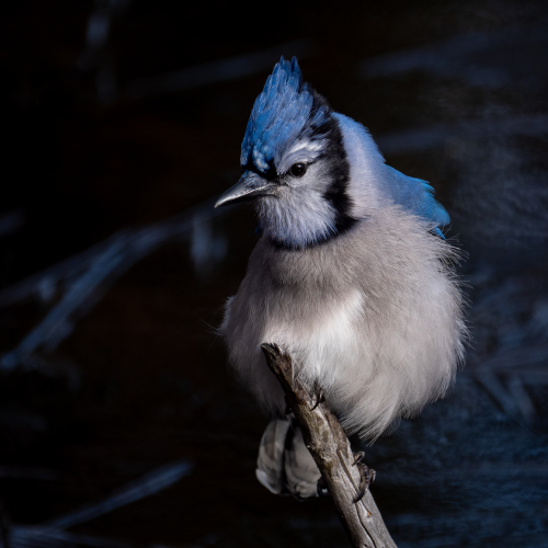 Blue jay