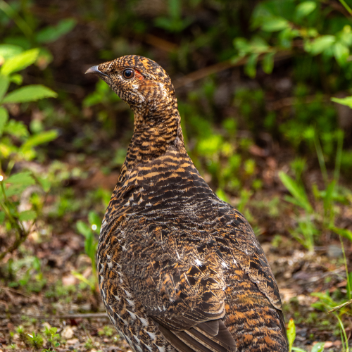 Spruce Grouse