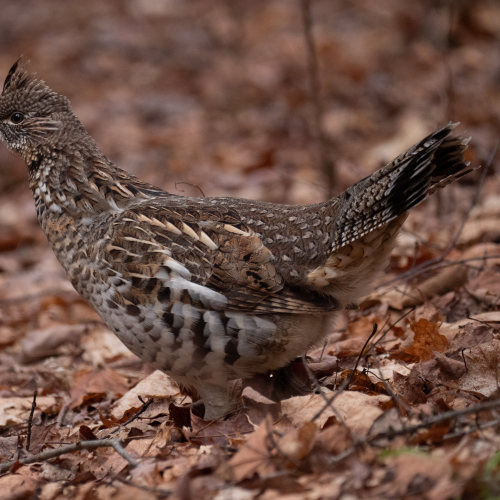 Ruffed Grouse