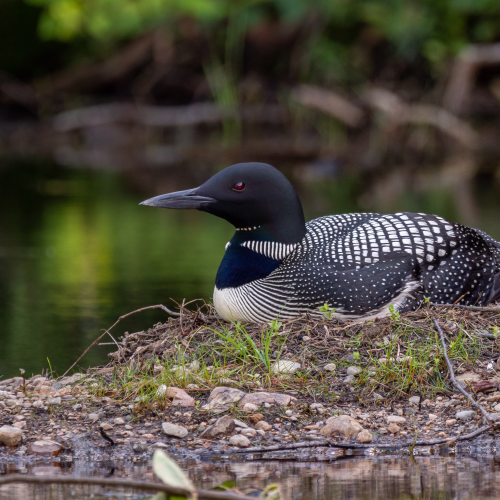 Loon on a nest