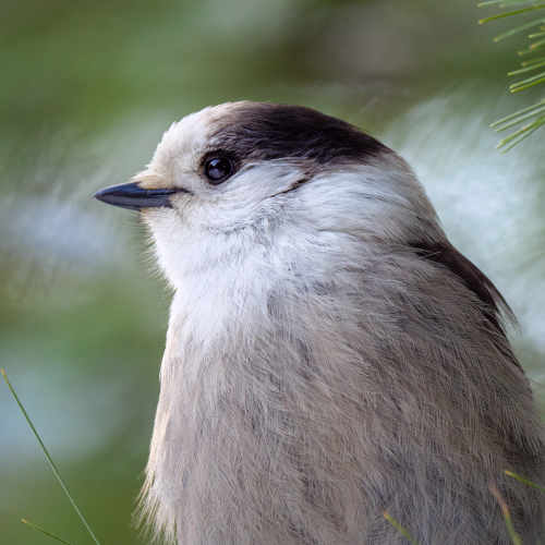 Gray jay