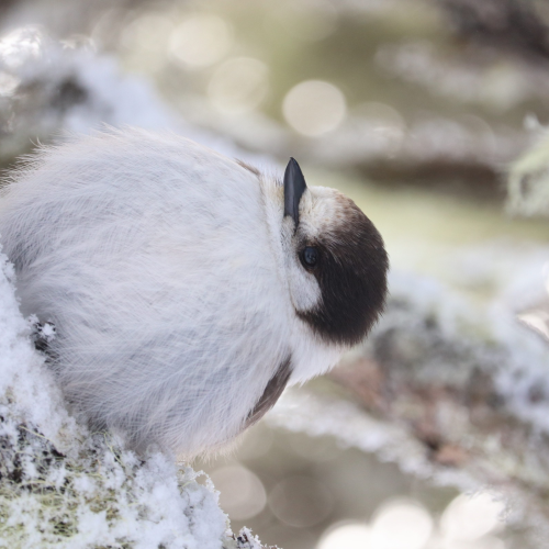 Gray Jay on top of Washington Mount