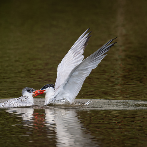Caspian tern mom feeding its grown up kid