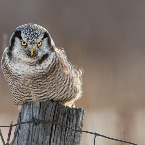 Northern hawk owl on a fence post