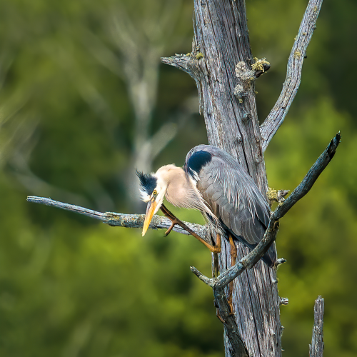 Great Blue Heron in Tree