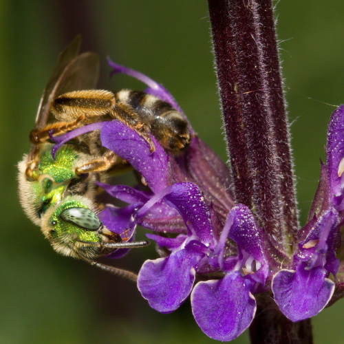 Sweat bee