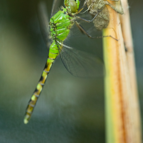 Newborn Dragonfly