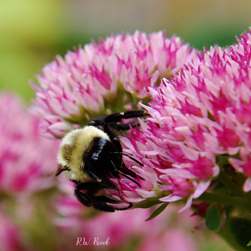 bee in the sedum